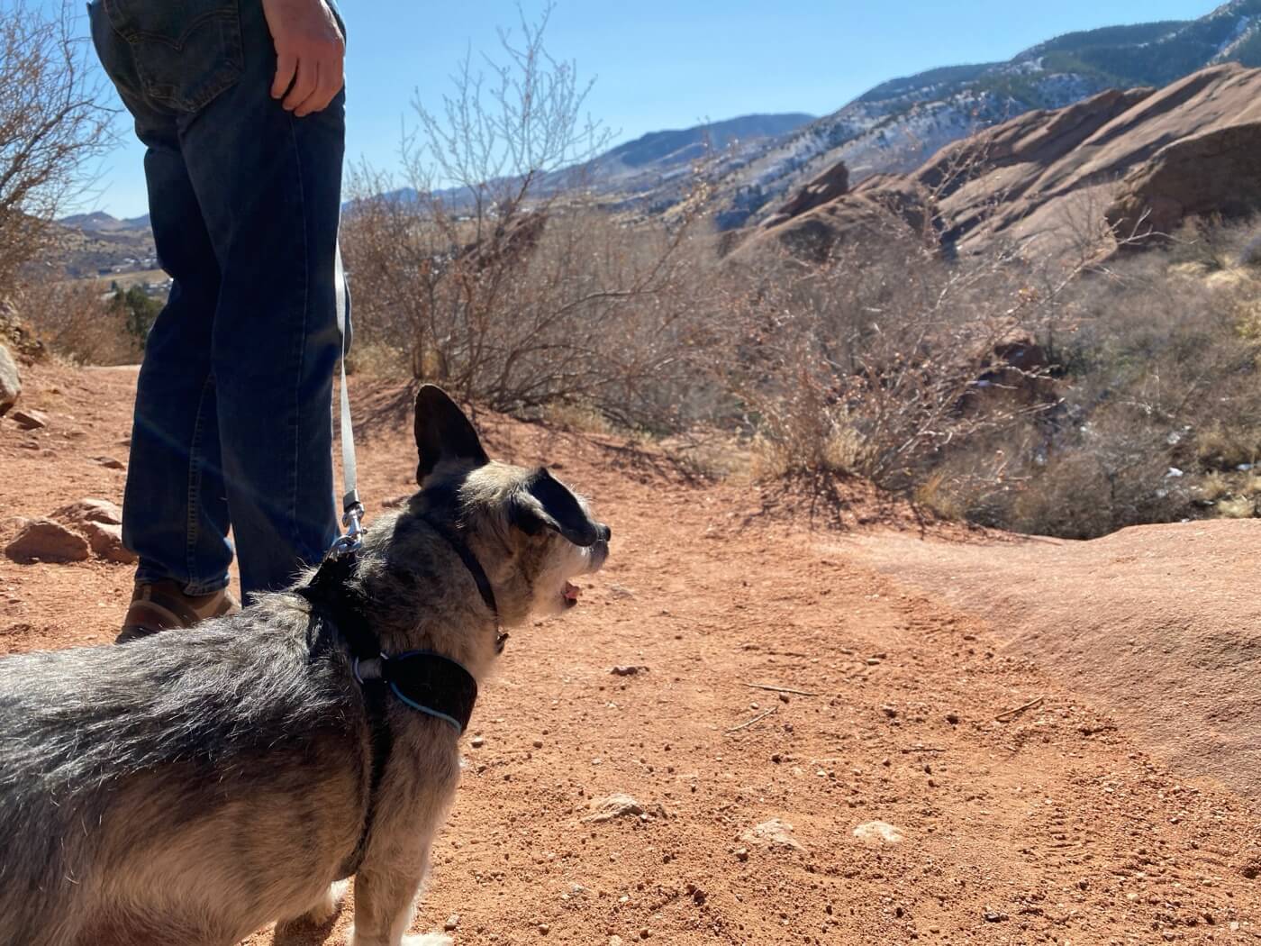 Dog Walking